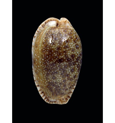 erosa similis 44,0mm SUPERB