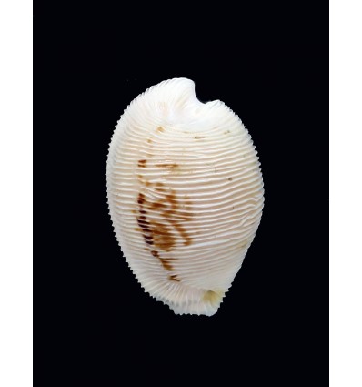 capensis cineracea 23,6mm