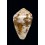 catus 40,3mm BIG