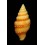 crocatum flavescens  23,2mm