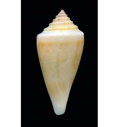 gradatulus patens 67,2mm RARE