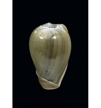 ventricosa 28,0mm SINISTRAL