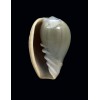 ventricosa 28,0mm SINISTRAL