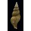 scissuratus 60,6mm
