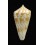 inscriptus adenensis 52,0mm