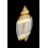 australis  22,4mm