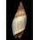 similis  58,4mm