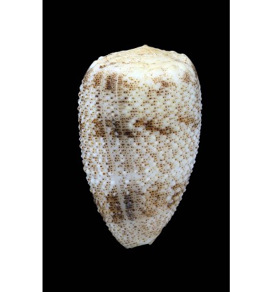 arenatus 41,0mm SPLENDID