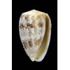 arenatus 41,0mm SPLENDID