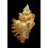 torrefactus rubiginosus 75,4mm