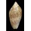 exoptanda 102,1mm