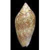 exoptanda 102,1mm