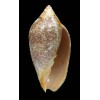 exoptanda 102,1mm