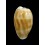 piperita bicolor 26,4mm BIG