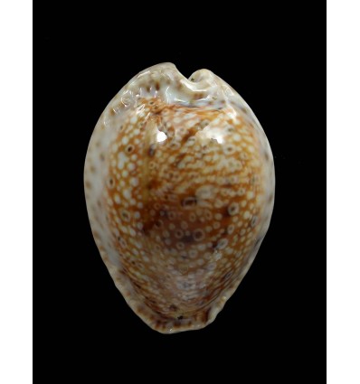 ocellata 31,1mm