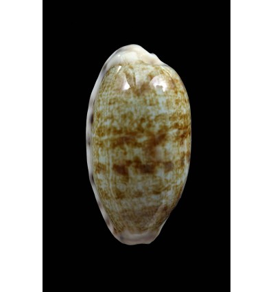 pellucens 39,0mm