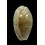 erosa chlorizans 50,0mm BIG