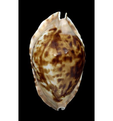 marginata consueta 62,3mm