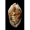 marginata consueta 62,3mm