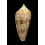 armadillo 69,1mm SUPERB