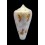 cedonulli 42,8mm