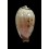 pulchella 43,1mm