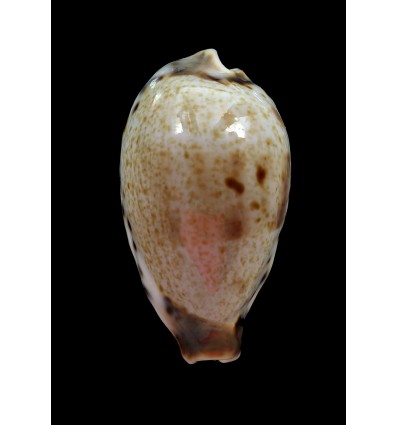 pulchella 43,1mm