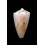 kalafuti  12,3mm