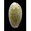 chinensis 51,0mm BIG