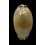 pulchra 54,6mm