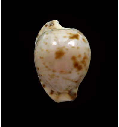 edentula sanfrancesca 19,7mm