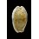 erosa lactescens 43,4mm
