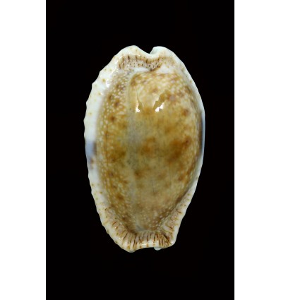 erosa lactescens 43,4mm