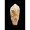 omaria viperinus 44,5mm