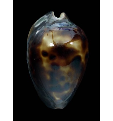 venusta episema 61,4mm