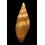 ambigua  58,3mm BIG