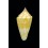 anabathrum floridensis 33,7mm