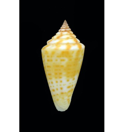 anabathrum floridensis 33,7mm