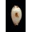 stolida aureliae 24,4mm SUPERB