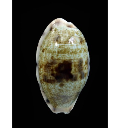 pellucens marquesana 33,5mm