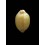 childreni 22,0mm