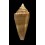 furvus polygrammus 50,8mm