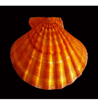 subnodosus 172,0mm BIG