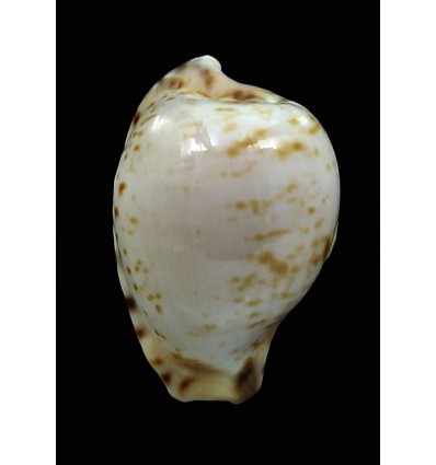 edentula sanfrancesca 18,9mm