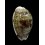 pellucens polynesiana 27,0mm