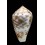 catus 38,0mm