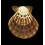 radula 70,0mm DARK