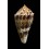 eucoronatus 32,7mm