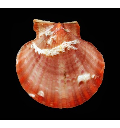 opercularis 50,0mm