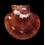 opercularis 52,1mm